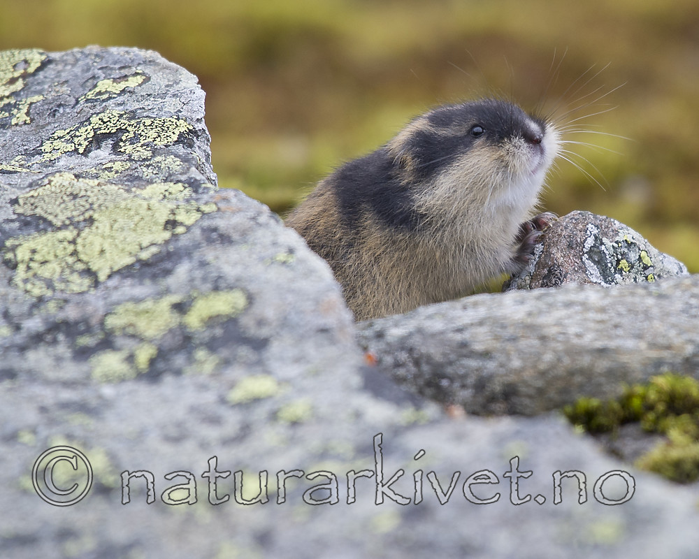 BB_20170924_1353 / Lemmus lemmus / Lemen