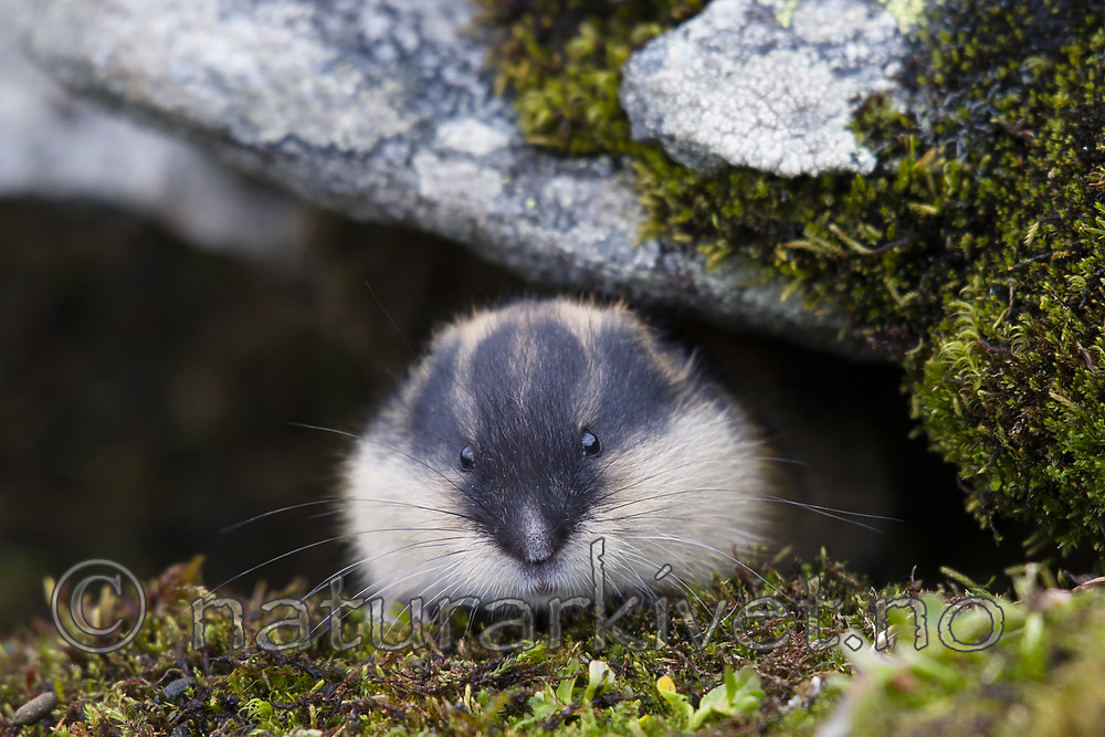 BB_20170924_1419 / Lemmus lemmus / Lemen