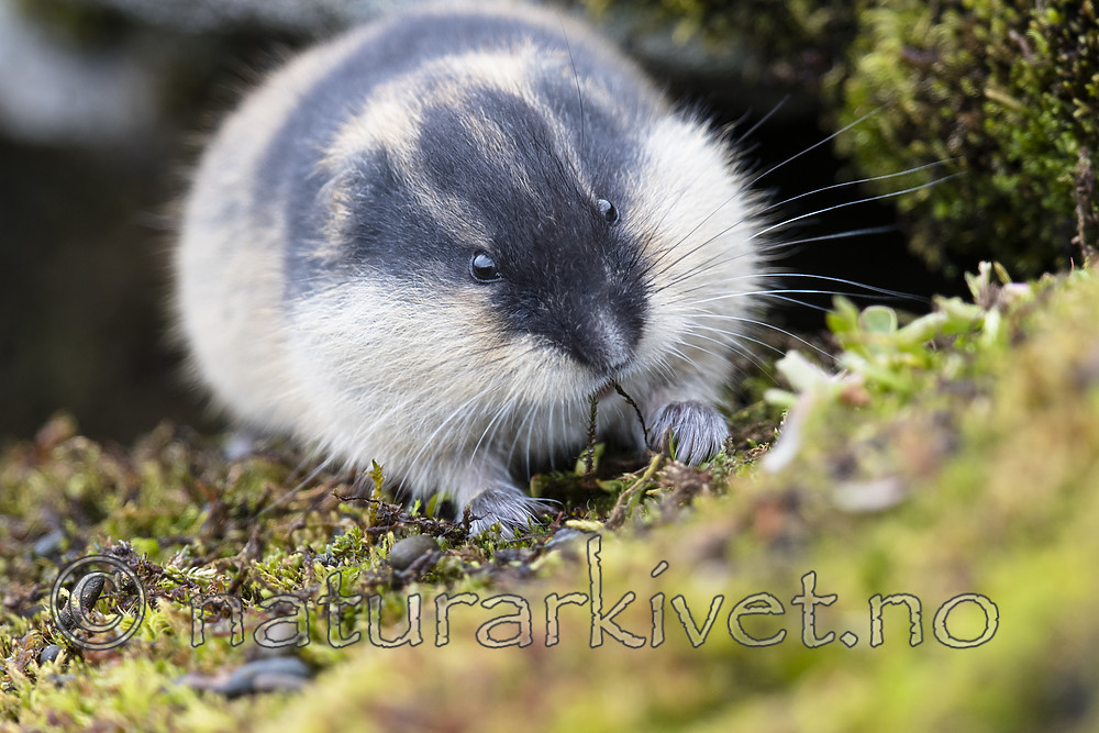 BB_20170924_1540 / Lemmus lemmus / Lemen