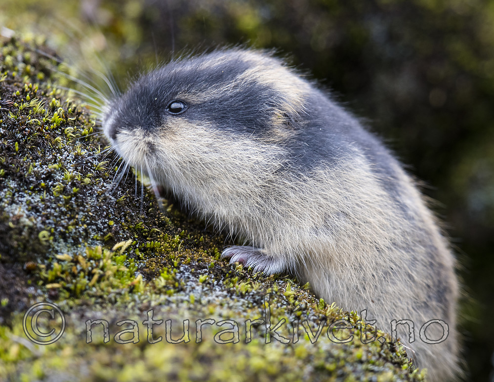 BB_20170924_1691 / Lemmus lemmus / Lemen