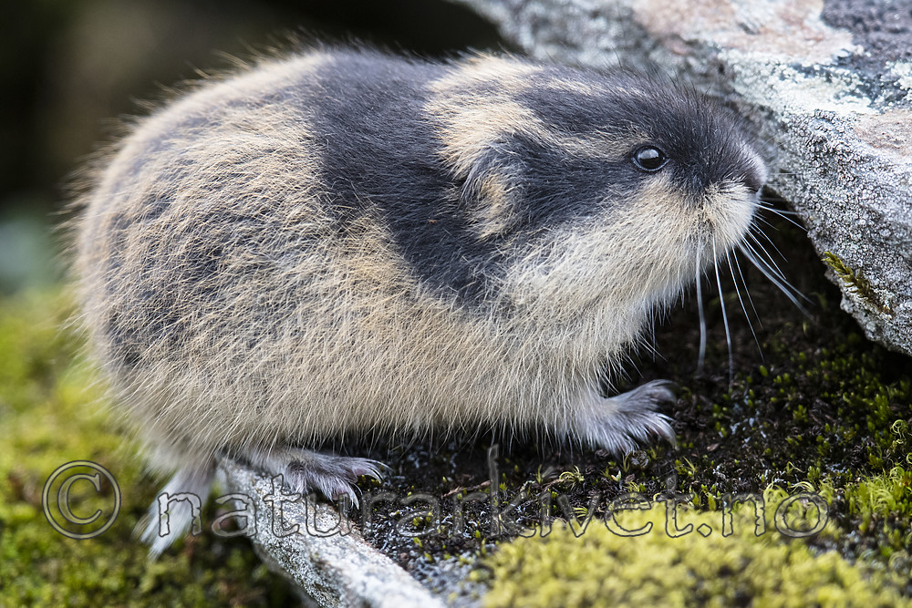 BB_20170924_1729 / Lemmus lemmus / Lemen