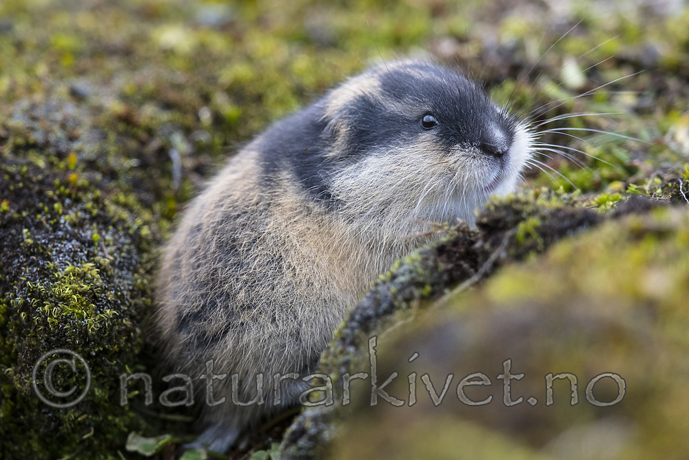 BB_20170924_1731 / Lemmus lemmus / Lemen