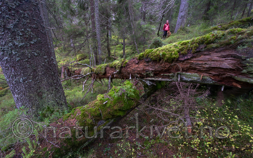 BB_20171015_0060 / Canis lupus familiaris / Hund