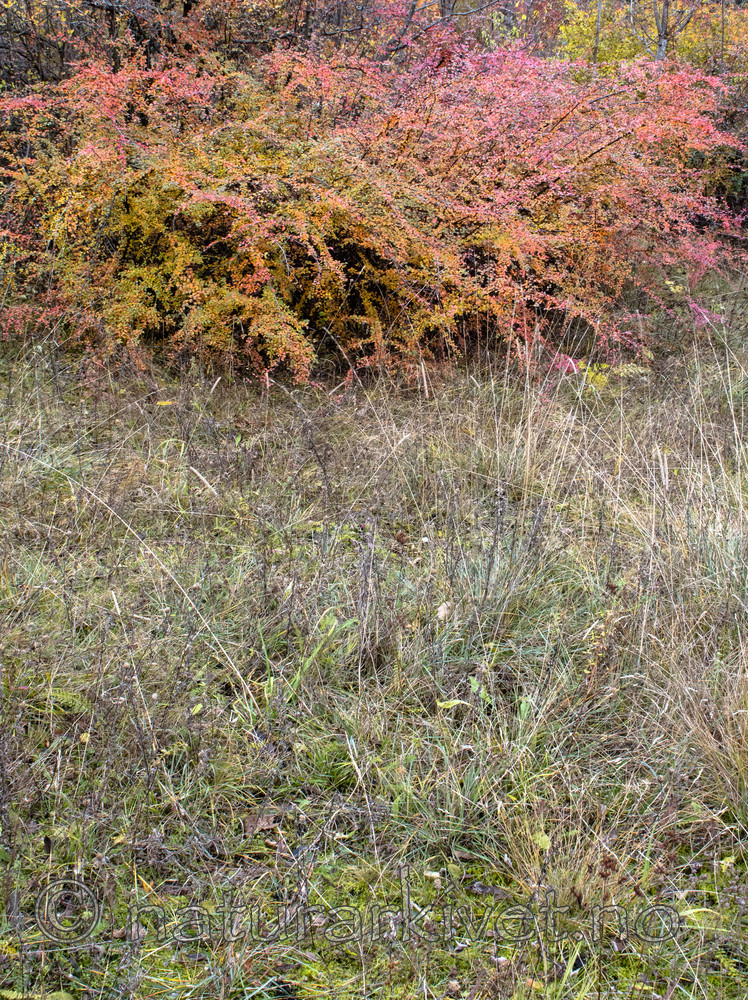 BB_20171030_0005 / Cotoneaster divaricatus / Sprikemispel