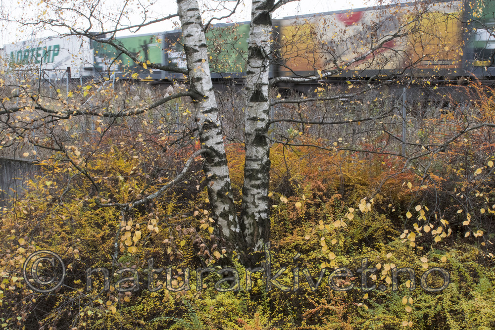 BB_20171030_0033 / Berberis thunbergii / Høstberberis <br /> Betula pendula / Hengebjørk
