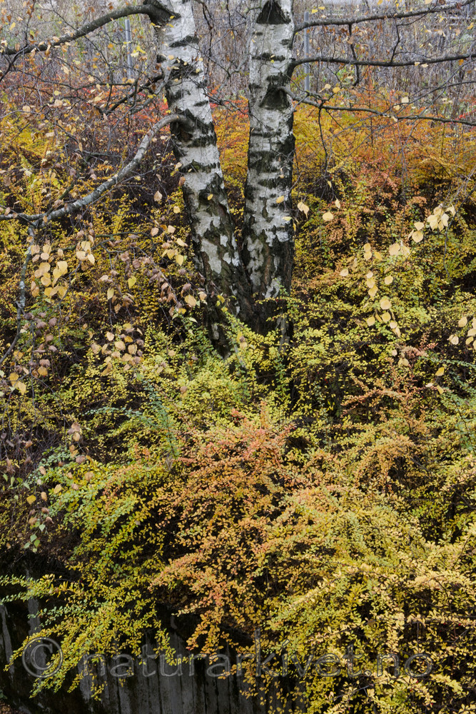 BB_20171031_0005 / Berberis thunbergii / Høstberberis <br /> Betula pendula / Hengebjørk