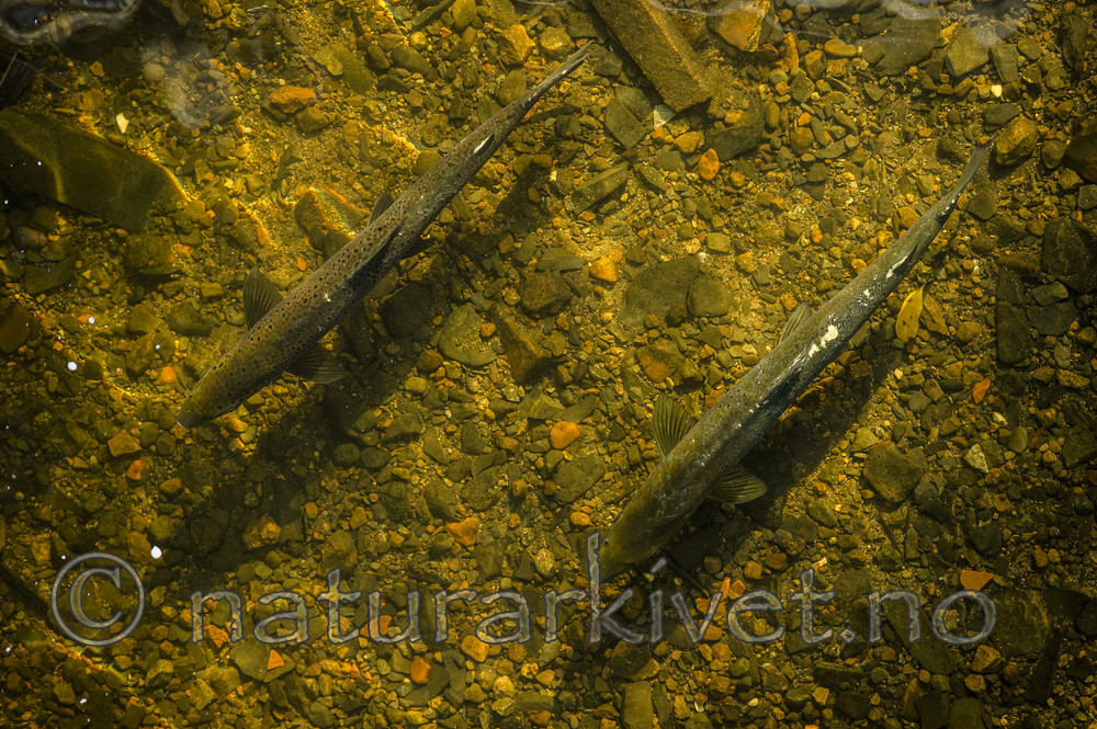 BB_20171112_0151 / Salmo salar / Laks