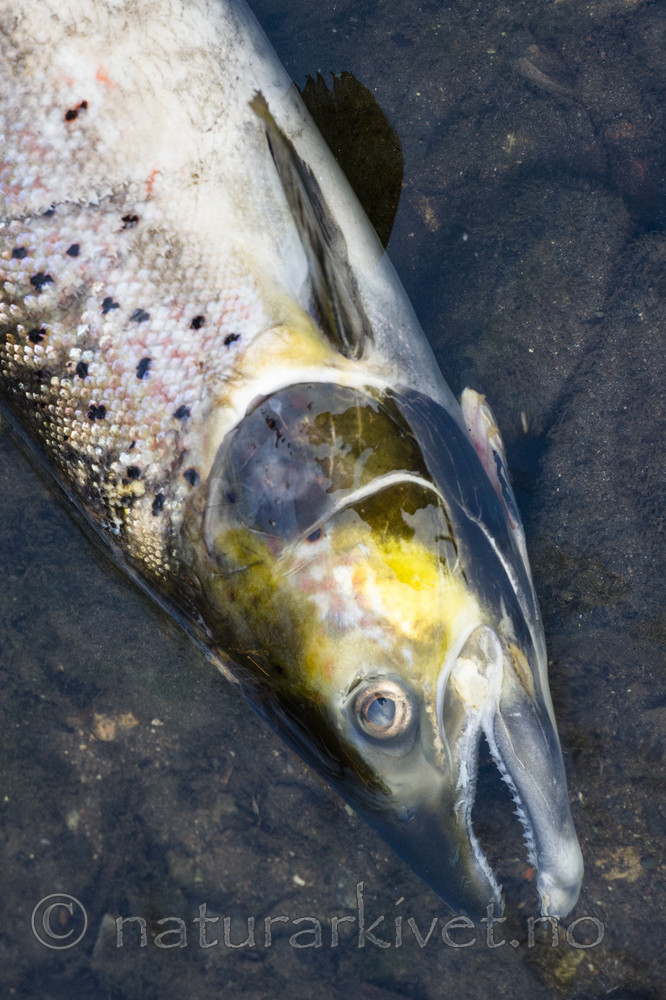 BB_20171118_0050 / Salmo salar / Laks