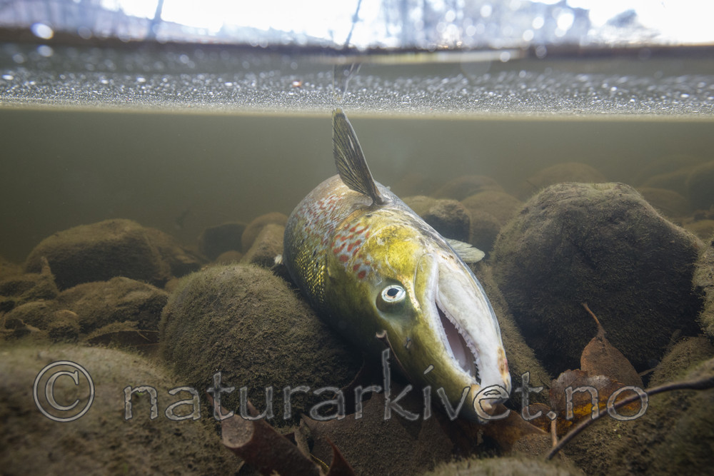 BB_20171118_0169 / Salmo salar / Laks