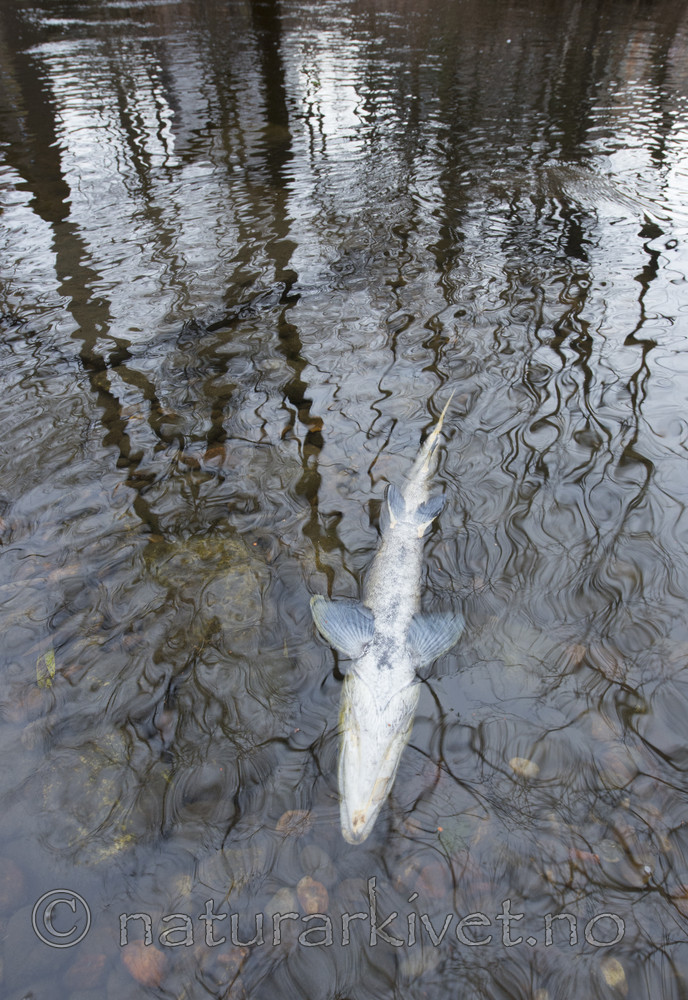 BB_20171118_0256 / Salmo salar / Laks