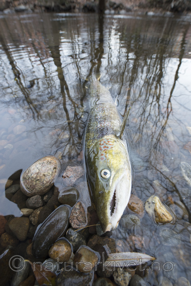 BB_20171118_0302 / Salmo salar / Laks