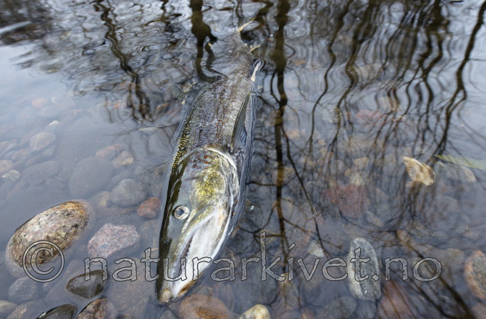 BB_20171118_0340 / Salmo salar / Laks