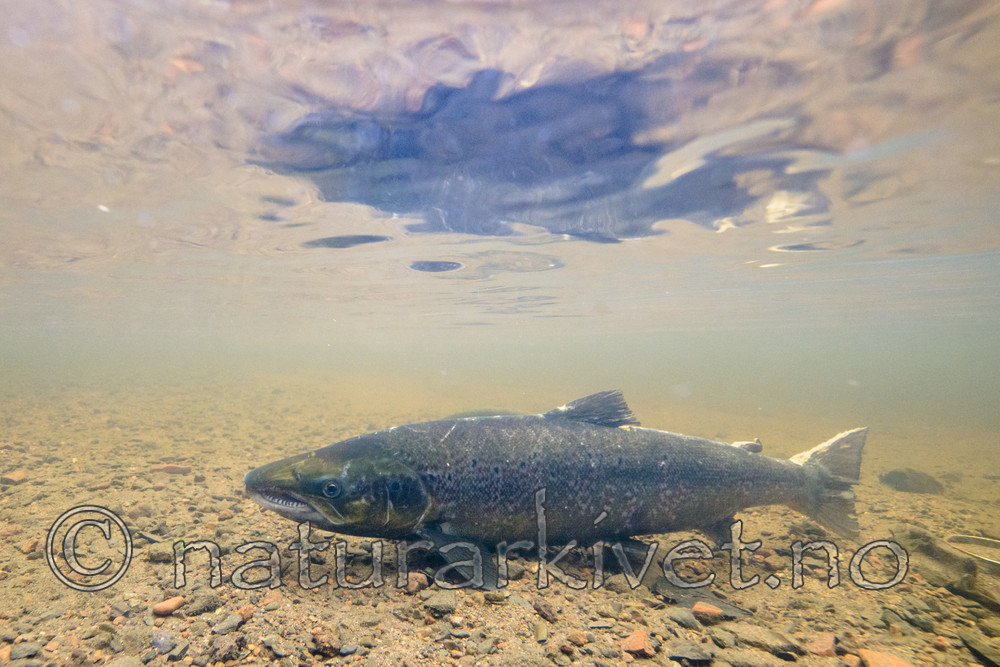 BB_20171118_0364_ / Salmo salar / Laks