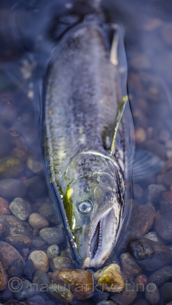 BB_20171118_0499 / Salmo salar / Laks