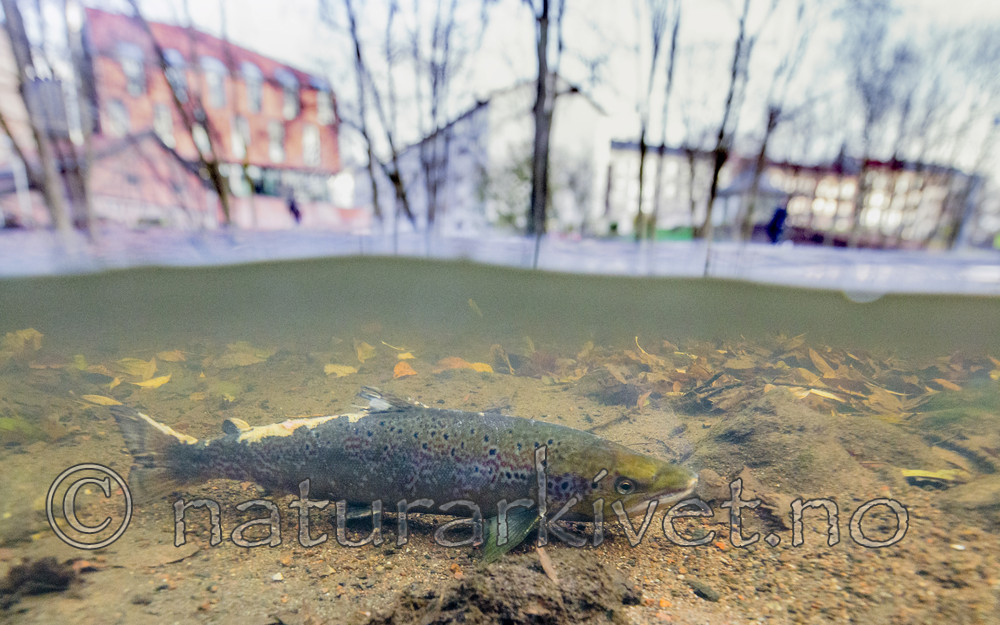 BB_20171118_0508__ / Salmo salar / Laks