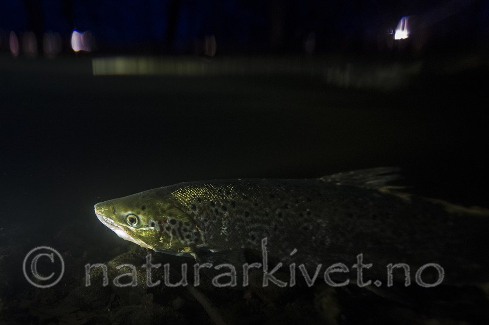 BB_20171118_0638 / Salmo salar / Laks