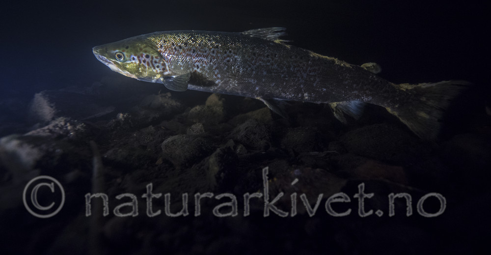 BB_20171118_0643 / Salmo salar / Laks