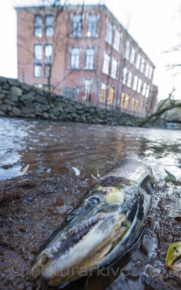 BB_20171121_0014 / Salmo salar / Laks