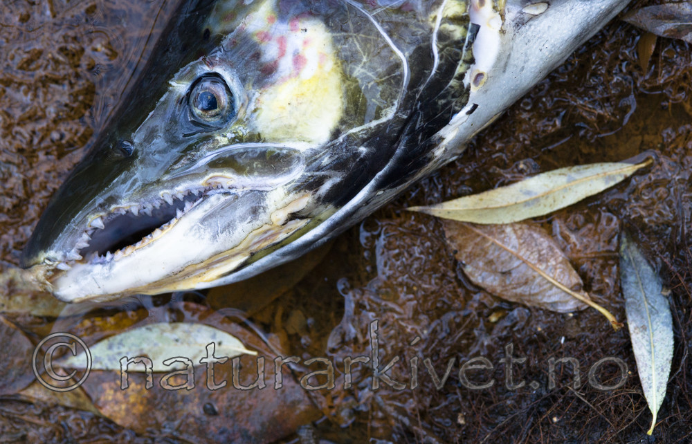 BB_20171121_0015 / Salmo salar / Laks