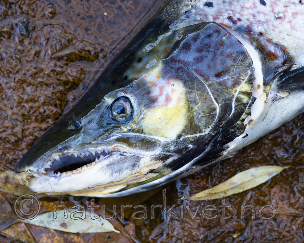 BB_20171121_0021 / Salmo salar / Laks