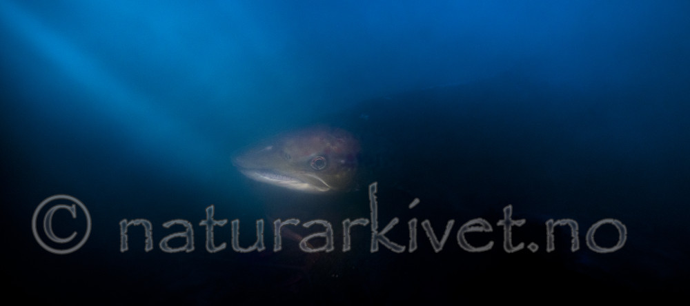 BB_20171201_0019 / Salmo salar / Laks