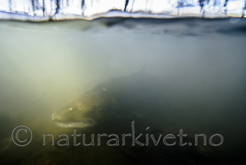 BB_20171201_0020 / Salmo salar / Laks