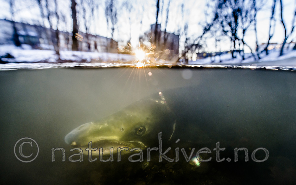 BB_20171201_0047 / Salmo salar / Laks