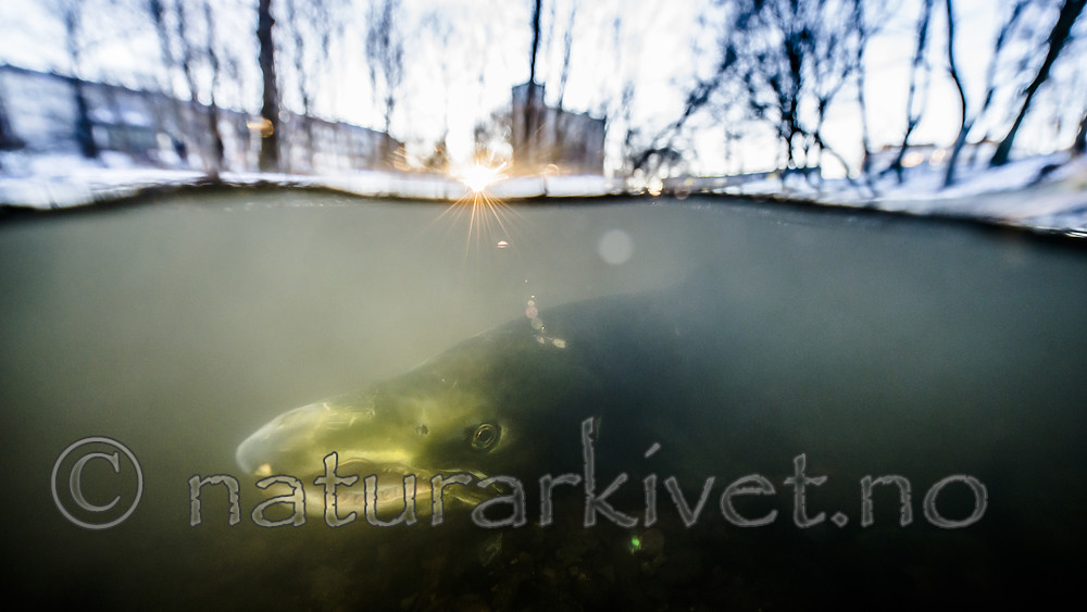 BB_20171201_0048 / Salmo salar / Laks