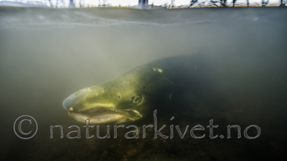 BB_20171201_0053 / Salmo salar / Laks