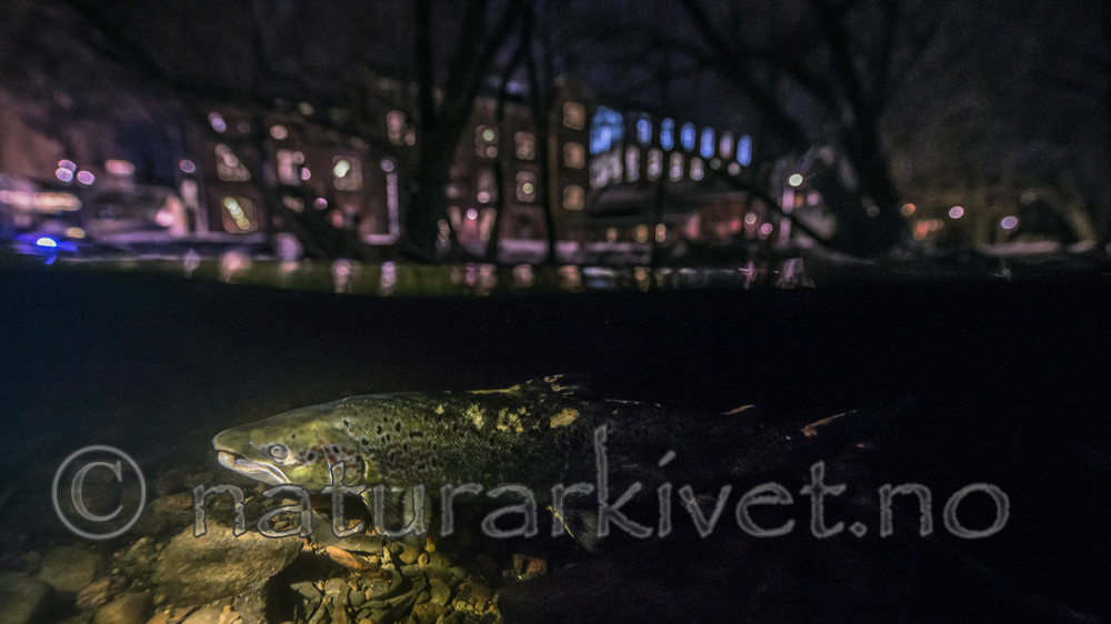 BB_20171201_0113_ / Salmo salar / Laks