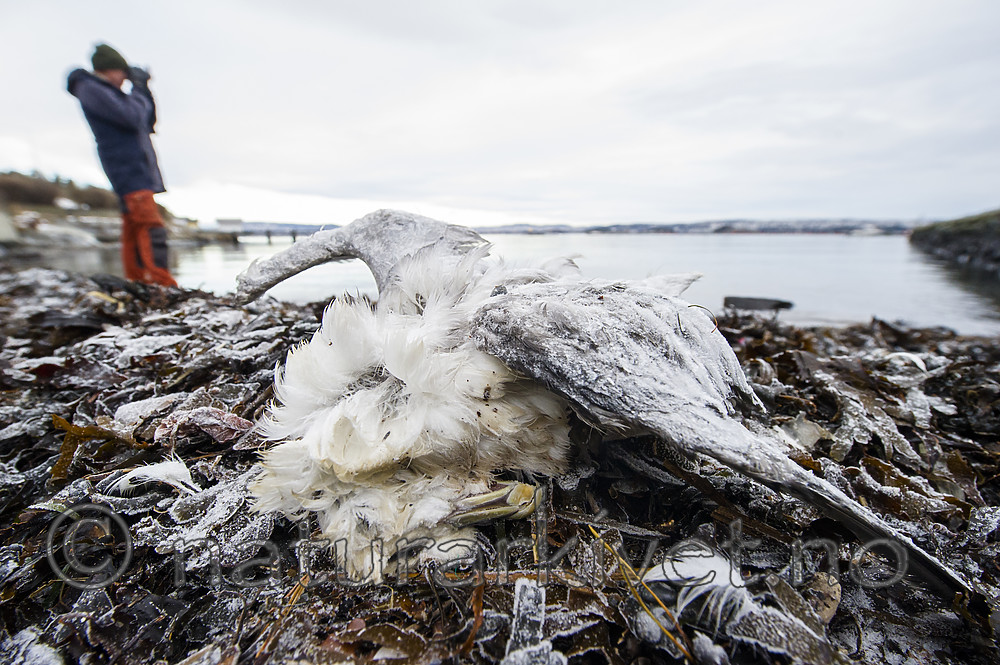 BB_20180107_0013 / Fulmarus glacialis / Havhest