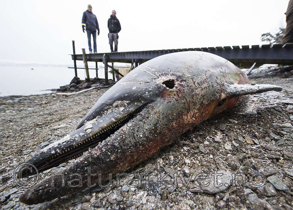 BB_20180109_0017 / Delphinus delphis / Gulflankedelfin