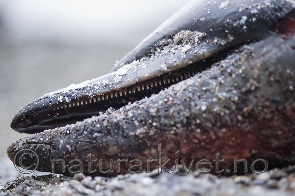 BB_20180109_0155 / Delphinus delphis / Gulflankedelfin