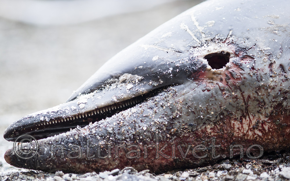 BB_20180109_0156 / Delphinus delphis / Gulflankedelfin