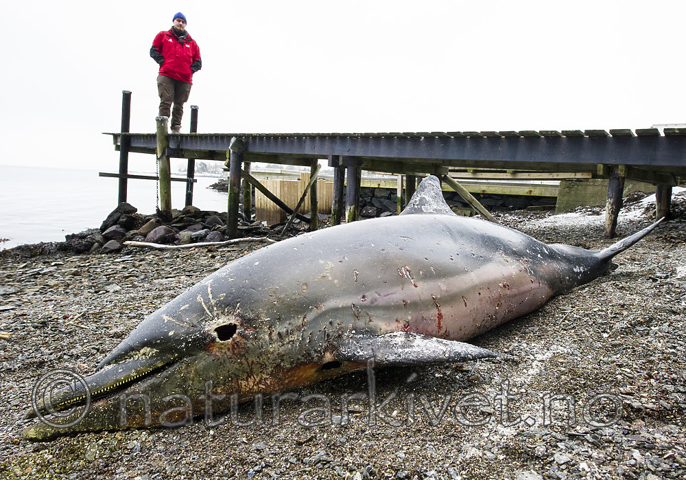 BB_20180109_0223 / Delphinus delphis / Gulflankedelfin