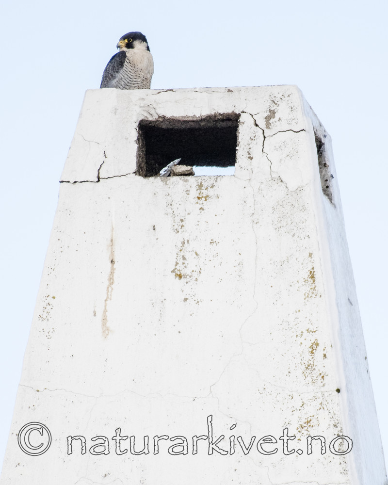 BB_20180121_0099 / Falco peregrinus / Vandrefalk