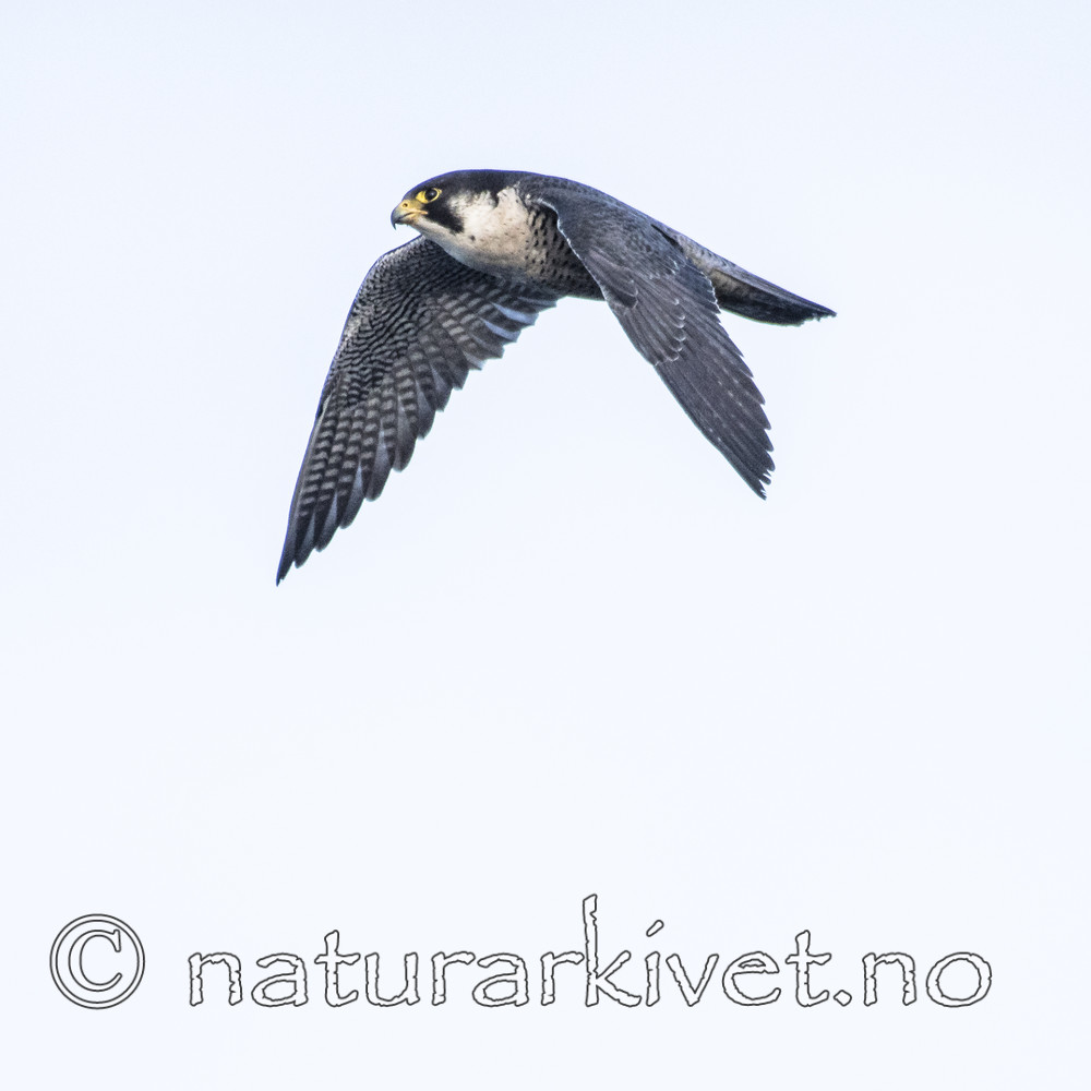 BB_20180121_0143 / Falco peregrinus / Vandrefalk
