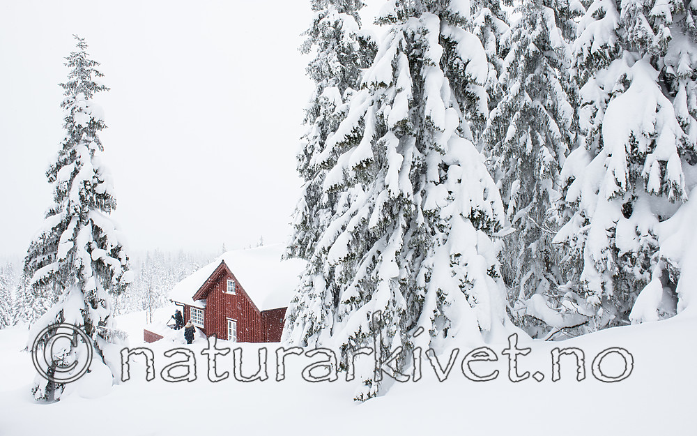 BB_20180210_0134 / Picea abies / Gran