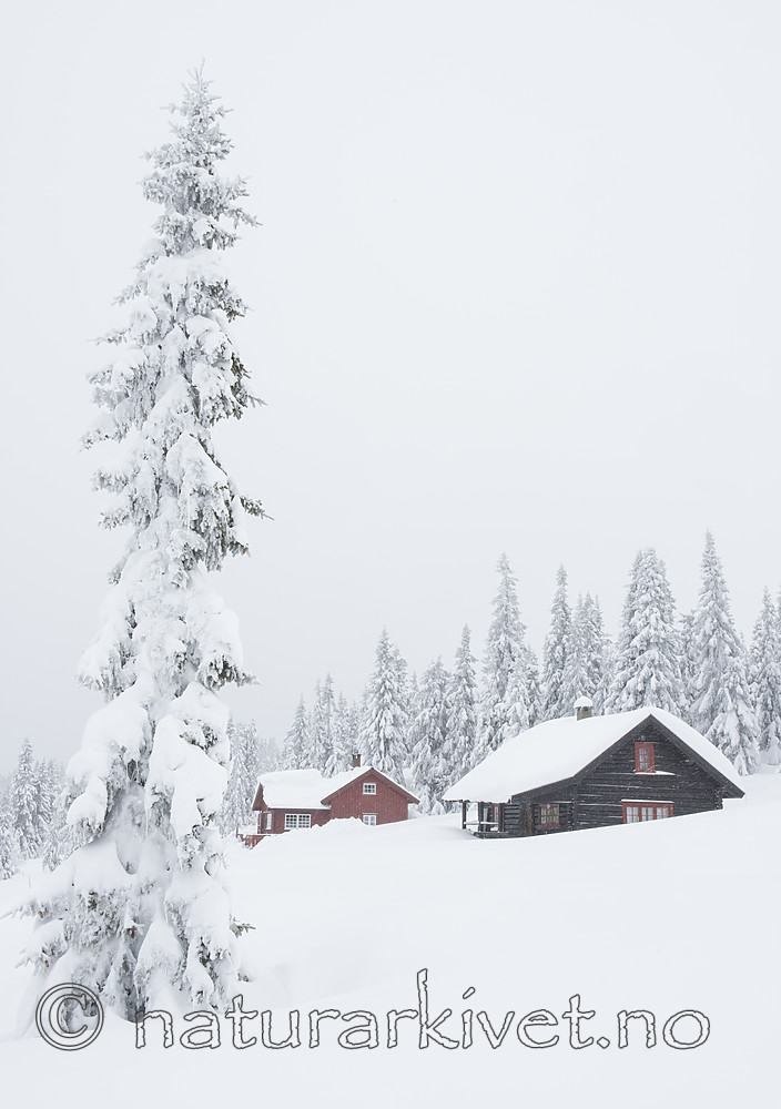 BB_20180211_0025 / Picea abies / Gran