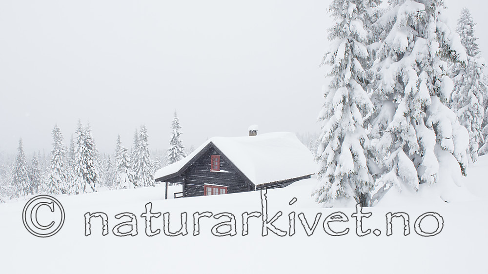 BB_20180211_0049 / Picea abies / Gran