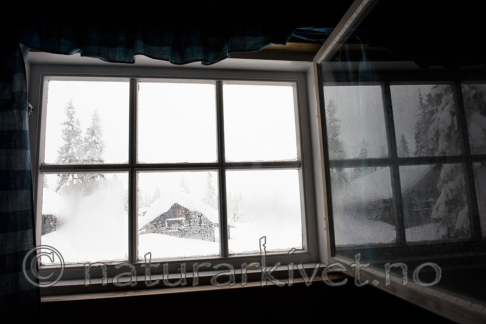 BB_20180211_0154 / Picea abies / Gran