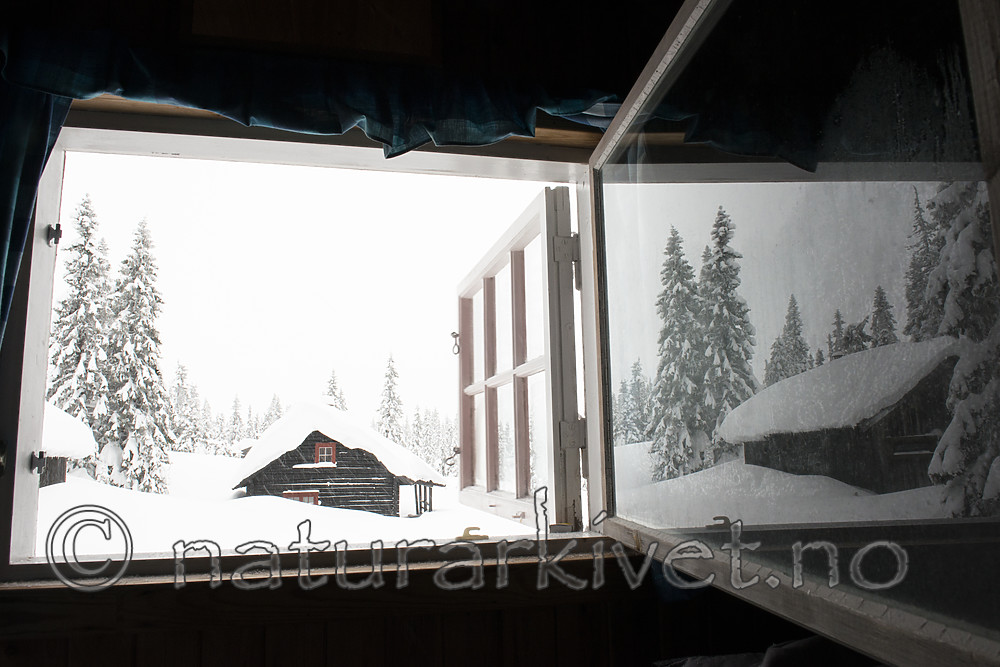 BB_20180211_0230 / Picea abies / Gran