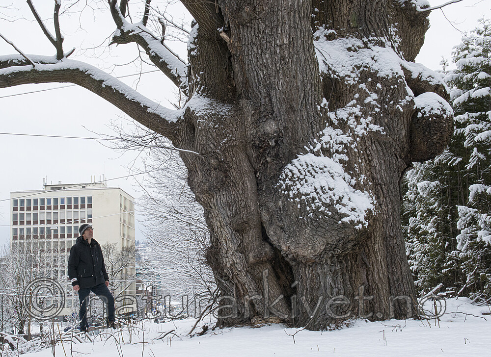 BB_20180216_0017 / Fraxinus excelsior / Ask