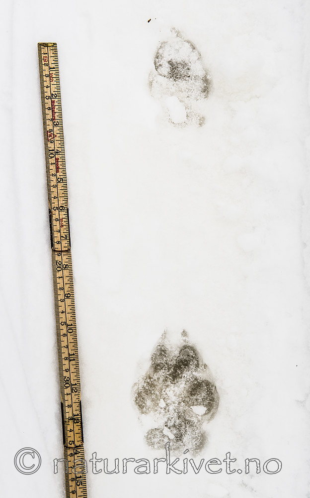 BB_20180217_0007 / Canis lupus / Ulv