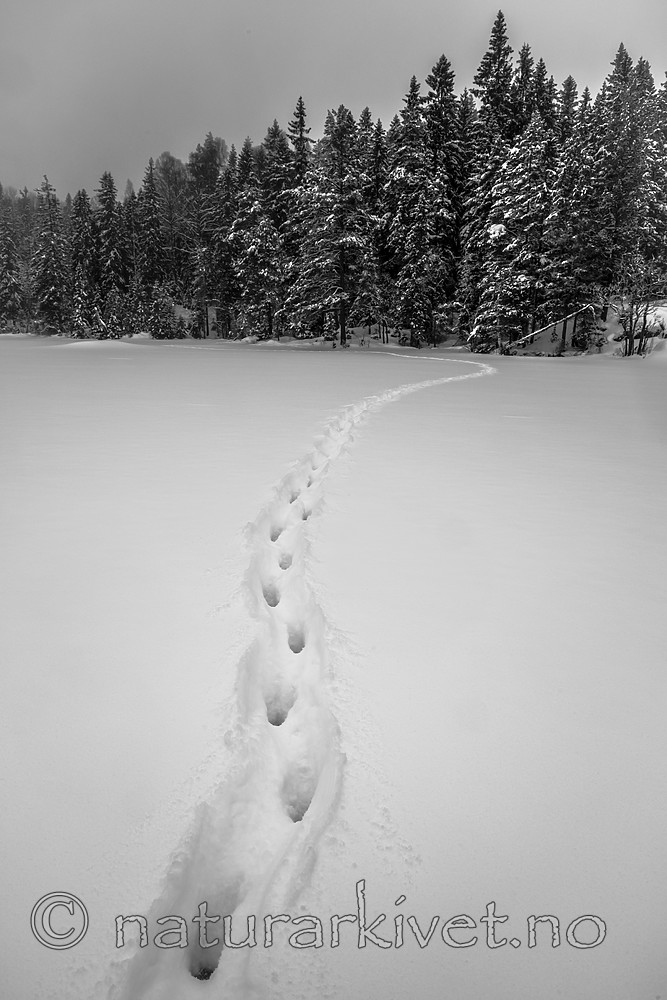 BB_20180217_0011 / Canis lupus / Ulv