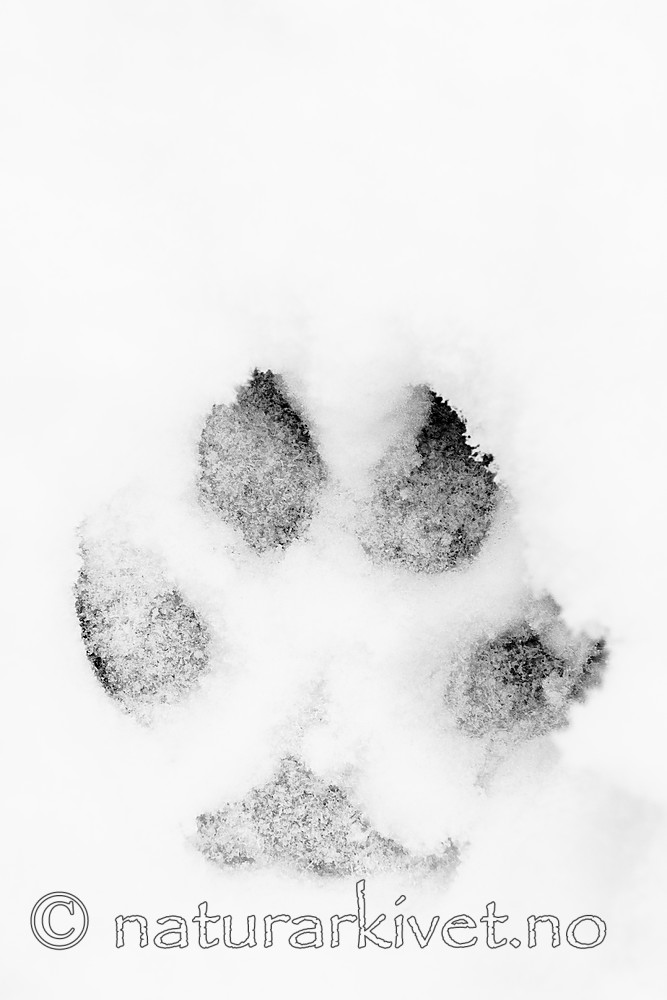 BB_20180217_0035 / Canis lupus / Ulv