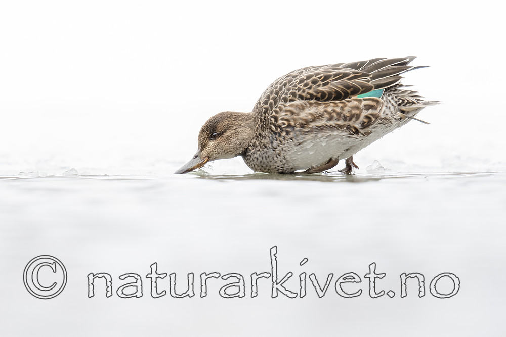 BB_20180219_0340 / Anas crecca / Krikkand