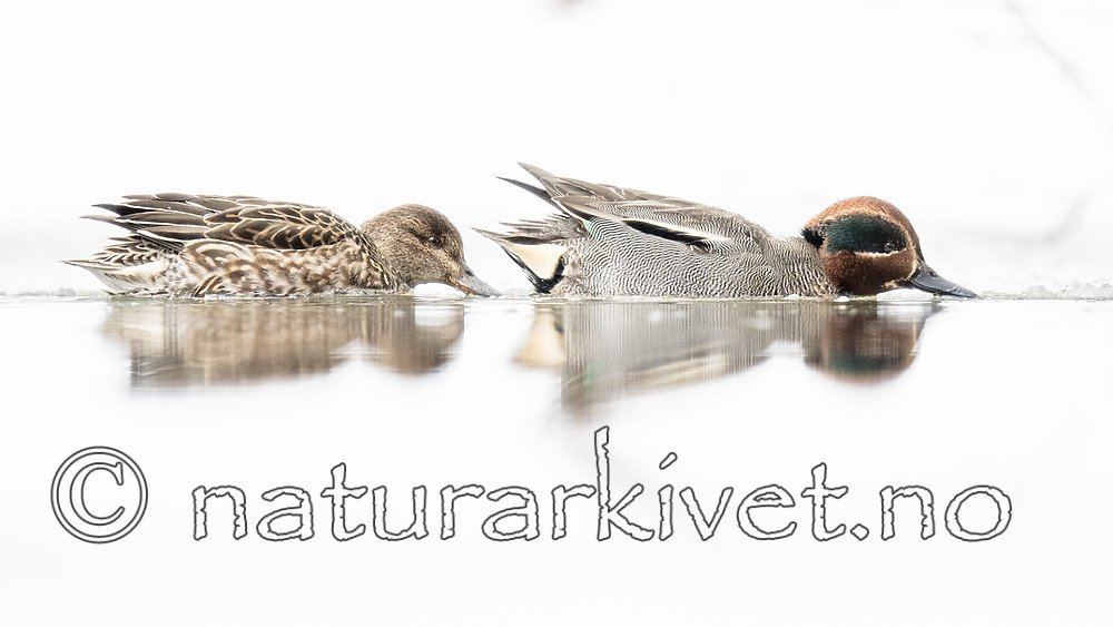 BB_20180219_0440 / Anas crecca / Krikkand