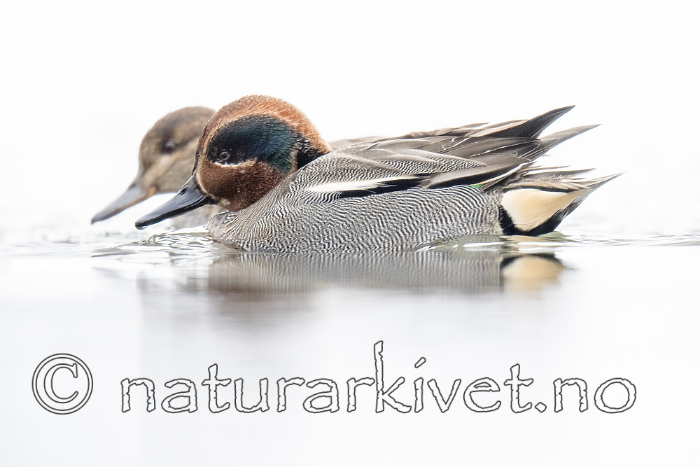 BB_20180219_0580 / Anas crecca / Krikkand