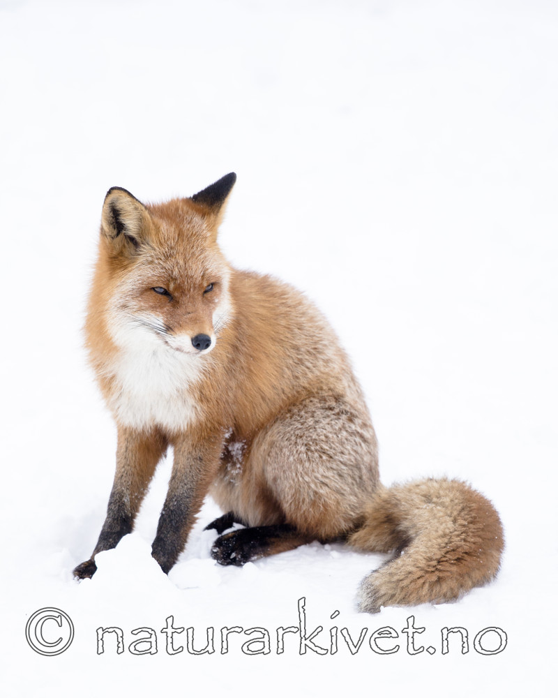 BB_20180219_1671 / Vulpes vulpes / Rødrev